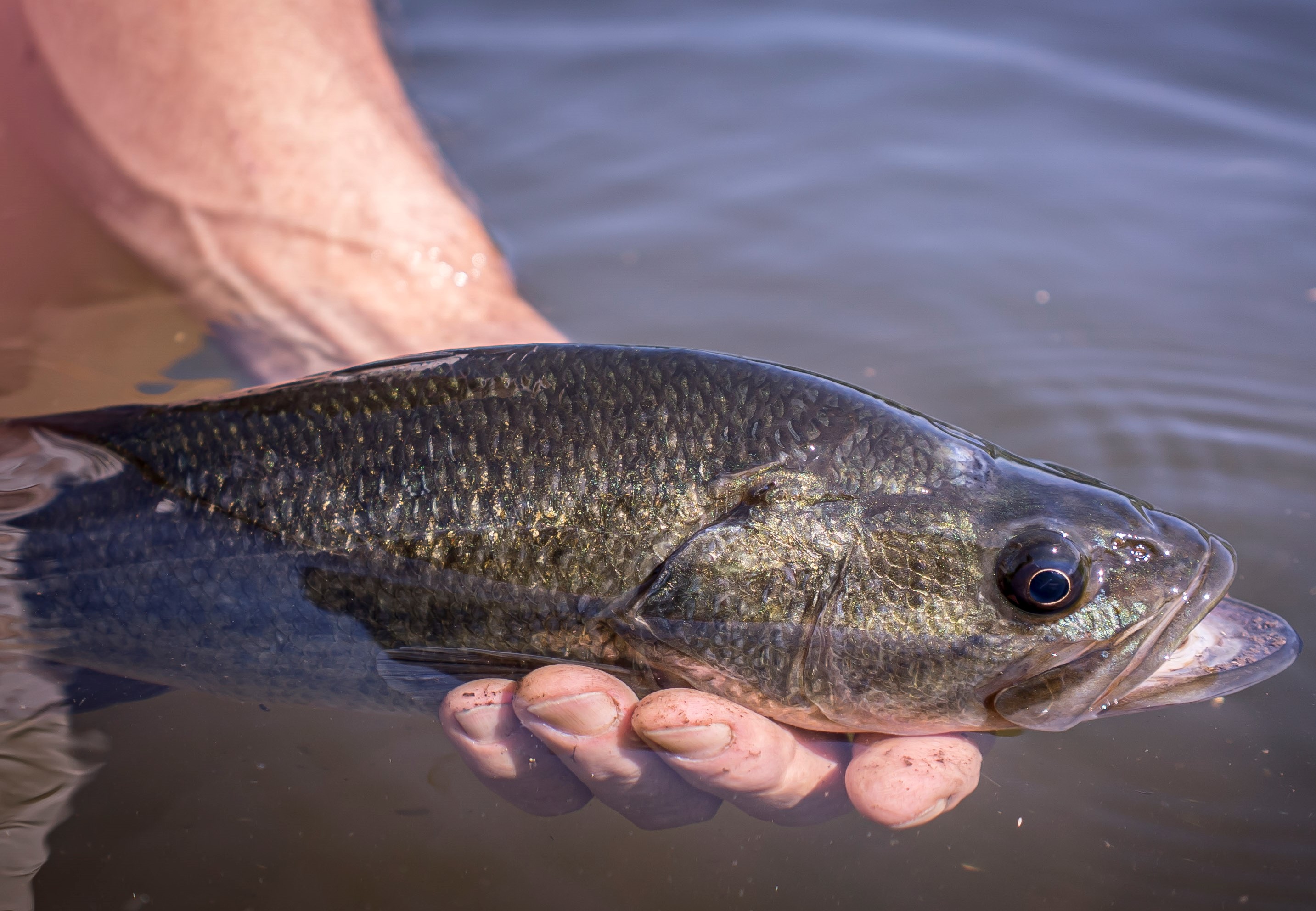 Largemouth bass held above the water.
